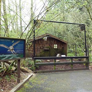 Barn Owl Exhibit