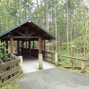 Black Bear Exhibit - Viewing Bridge