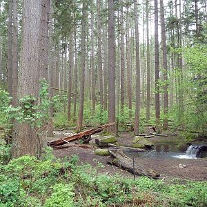 Grizzly Bear Exhibit