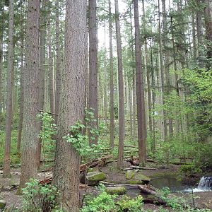 Grizzly Bear Exhibit