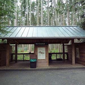 Gray Wolf Exhibit