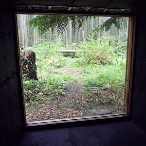 Gray Wolf Exhibit - Viewing Tunnel
