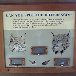 Bobcat Exhibit - Signage
