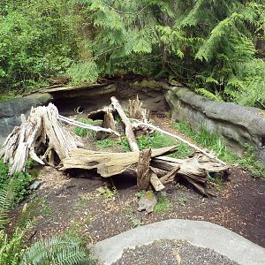 Striped Skunk Exhibit
