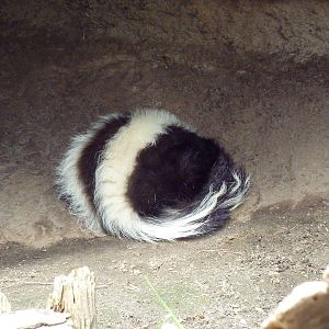 Striped Skunk