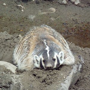 Badger