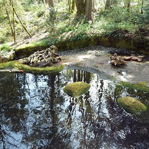 Beaver Exhibit