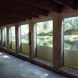 Beaver Exhibit - Underwater Viewing + Den