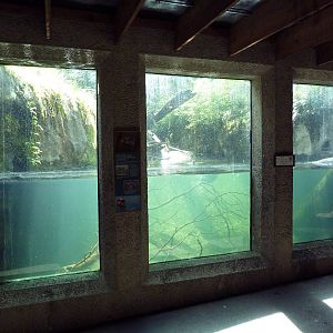 River Otter Exhibit - Underwater Viewing