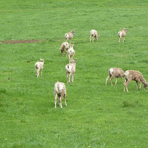 435-Acre Enclosure - Tram Tour