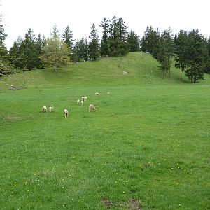 435-Acre Enclosure - Tram Tour