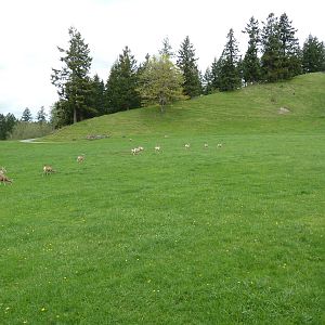 435-Acre Enclosure - Tram Tour