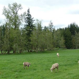 435-Acre Enclosure - Tram Tour