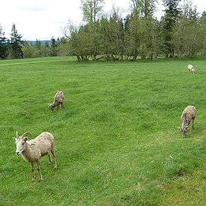 435-Acre Enclosure - Tram Tour