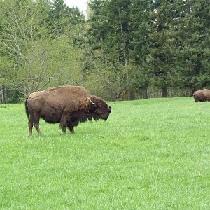 435-Acre Enclosure - Tram Tour