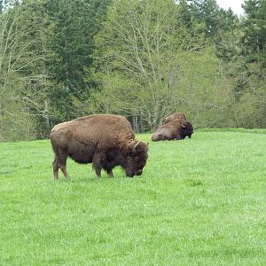 435-Acre Enclosure - Tram Tour