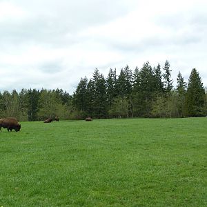 435-Acre Enclosure - Tram Tour
