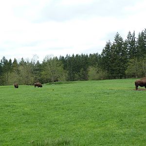 435-Acre Enclosure - Tram Tour