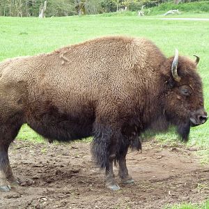 435-Acre Enclosure - Tram Tour