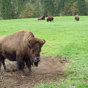 435-Acre Enclosure - Tram Tour