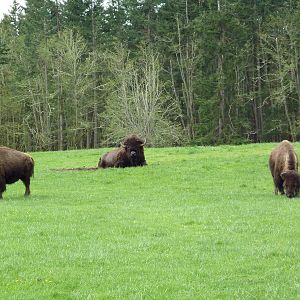 435-Acre Enclosure - Tram Tour