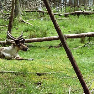 435-Acre Enclosure - Tram Tour