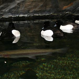Tufted ducks and Rainbow trout