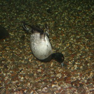 Diving tufted duck