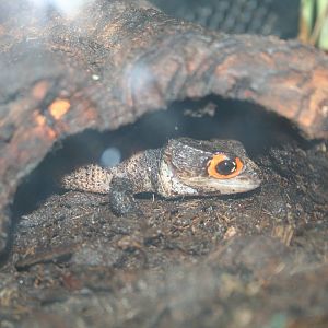 Red-eyed crocodile skink
