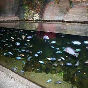 Lake Malawi cichlid tank