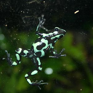 Green-and-black dart frog