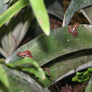 Phantasmal dart frogs