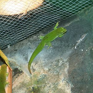 Giant day gecko