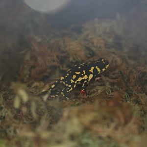 Bumblebee toad?