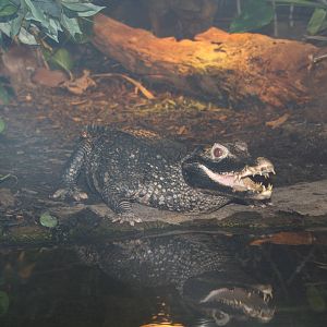 Cuvier's dwarf caiman