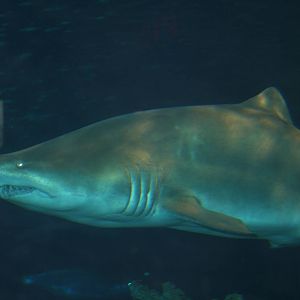 Sand tiger or Lemon shark?