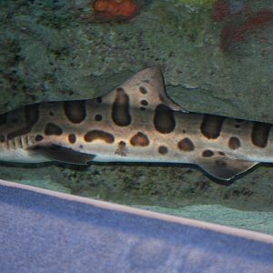 Leopard Shark