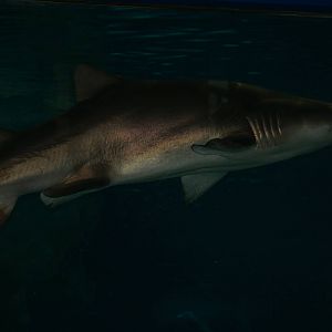 Sand tiger or Lemon shark