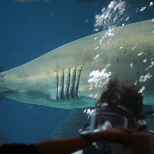 Sand tiger or Lemon shark