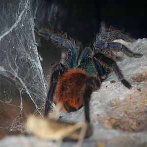 Greenbottle blue tarantula