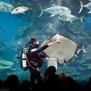 Ray Feeding - Aquatheatre - 29/04/2012