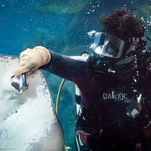 Ray Feeding - Aquatheatre - 29/04/2012
