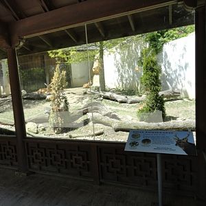 Center of Sika Deer Exhibit in Legends of the Wilds