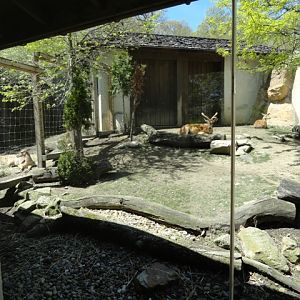 Left Side of Sika Deer Exhibit in Legends of the Wilds