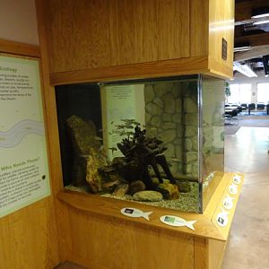 Ohio Stream Fish exhibit in Komodo Kingdom