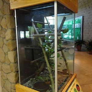 Relocated Green Tree Python exhibit in Komodo Kingdom