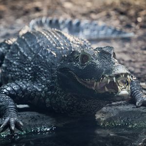 Cuviers Dwarf Caiman - 29/04/2012