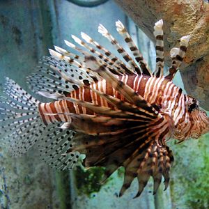 Exhibits at the Aquarium