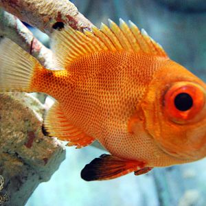 Exhibits at the Aquarium
