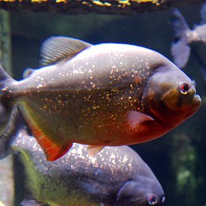 Exhibits at the Aquarium
